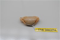 藏品(紅斑斗蟹)的圖片